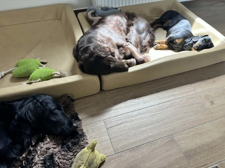 Nickerchen w&auml;hrend dem Homeoffice
