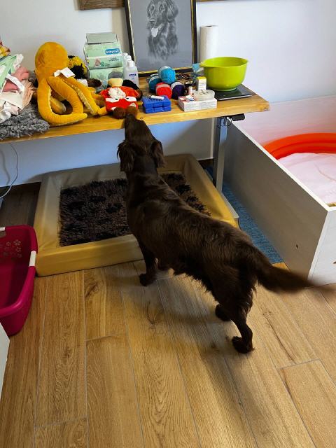 Whisper beschnuppert alles