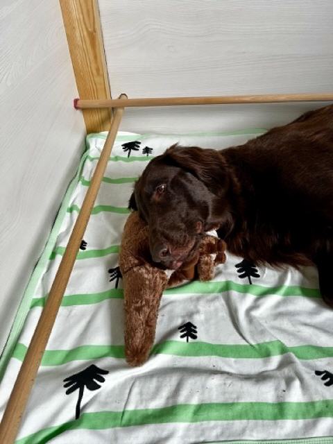 Whisper liebt Kopfkissen