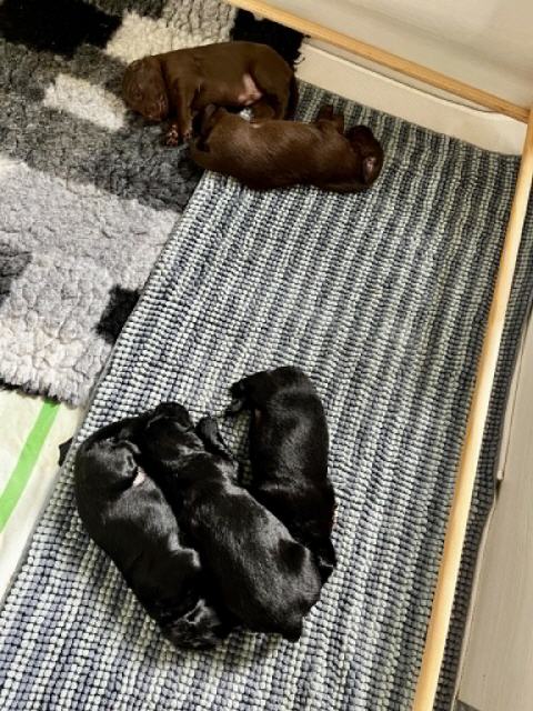 manchmal liegen sie nach Farben sortiert
