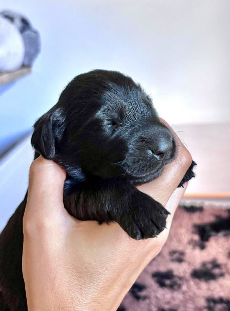 Lady Black 2 blinzelt auch schon ein wenig