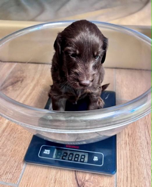 Mr Brown hat als erster die 2kg Marke geknackt