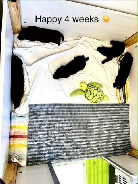 4 Wochen alt