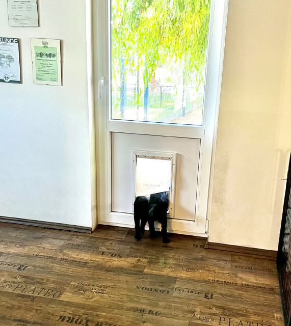 Stau an der Hundeklappe