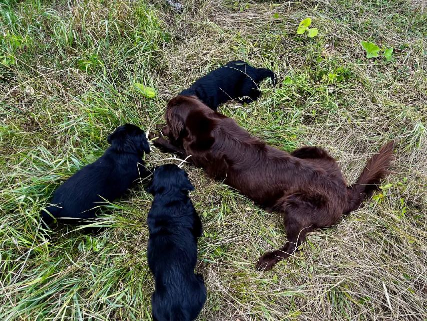 Rast im Schatten